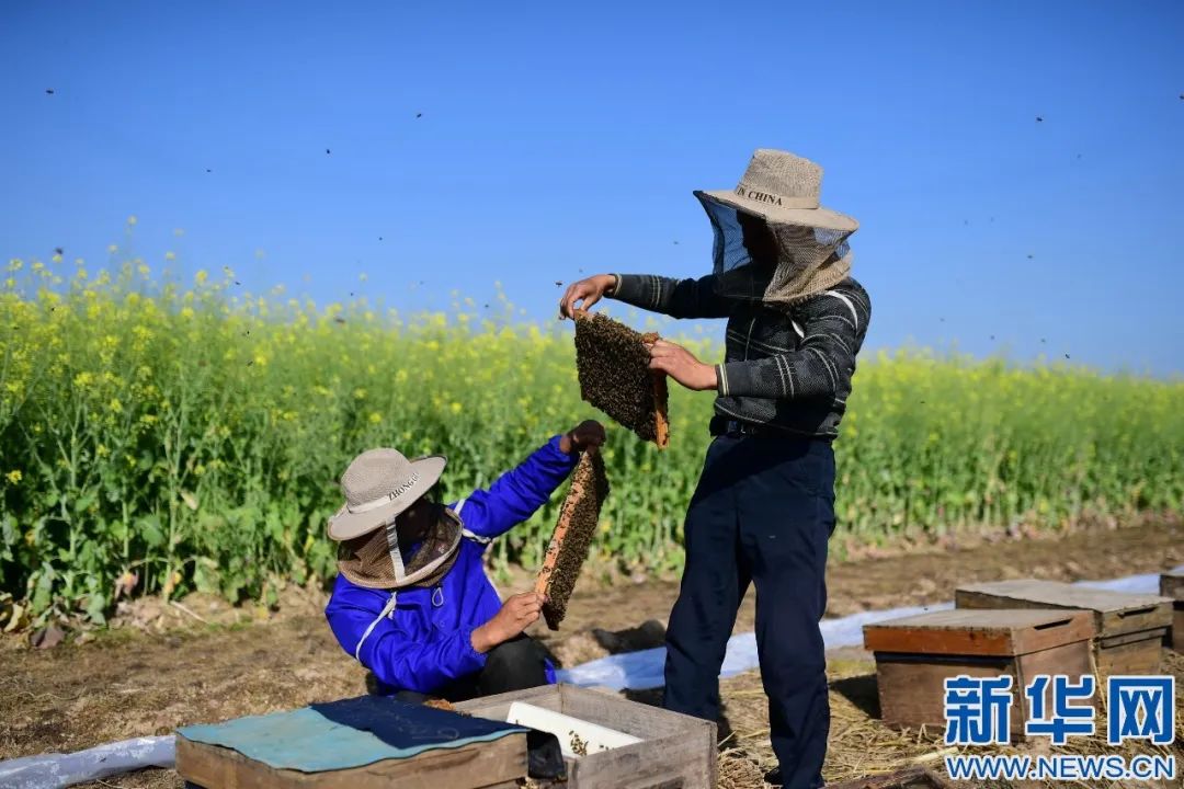 我在现场：蜜蜂有了“智能家居”